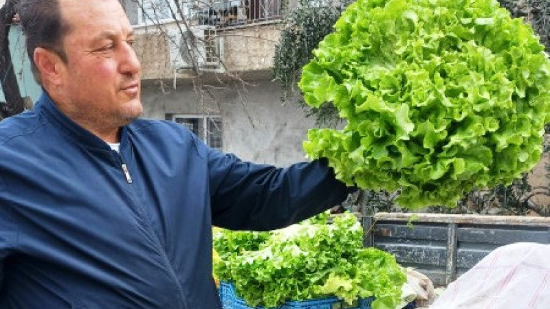 İznik’te çiftçi 3kğ Marul yetiştirdi.