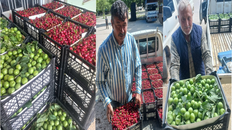 İZNİK’İN BEREKETİ TARLADA KALIYOR! ÜRETİCİ KAZANAMIYOR, EMEK BOŞA GİDİYOR